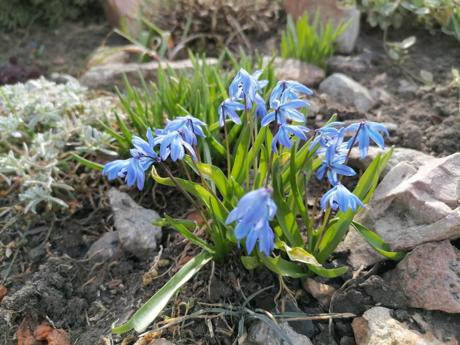 Крокус пролеска колокольчатая