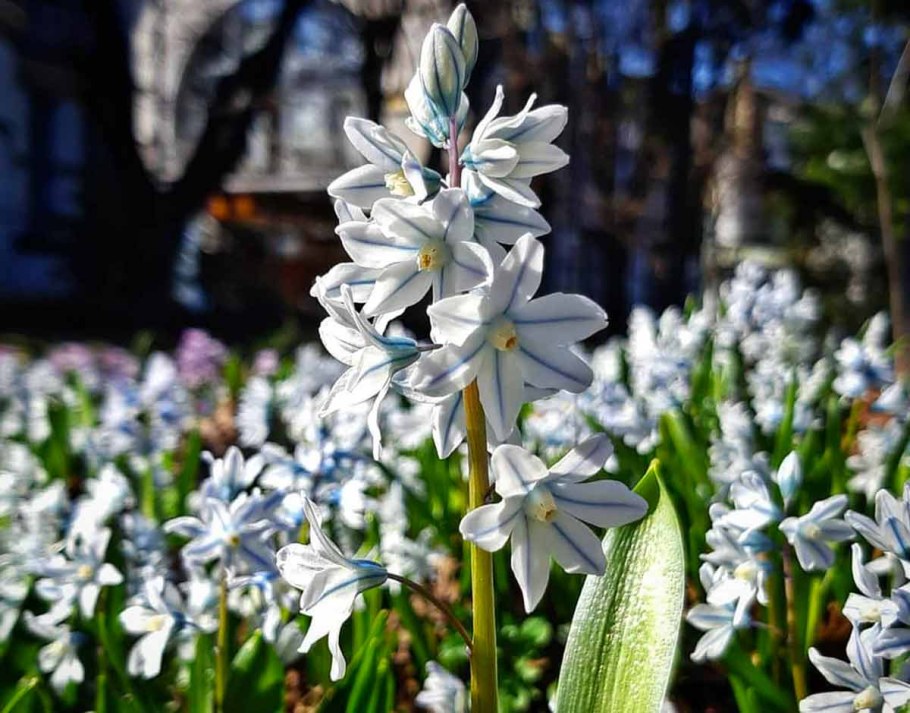 Пушкиния Ливанская