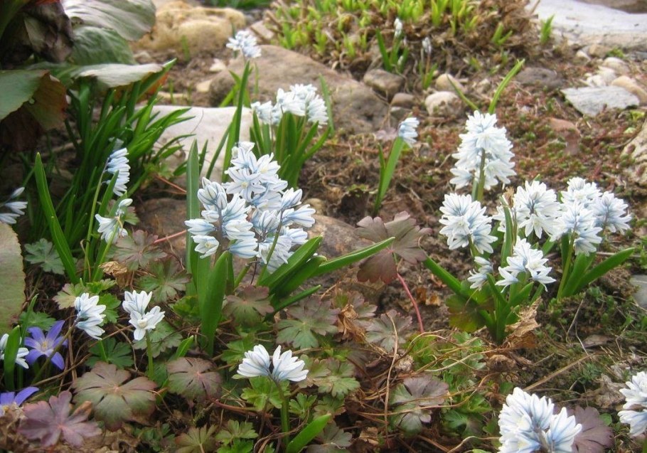 Пушкиния libanotica