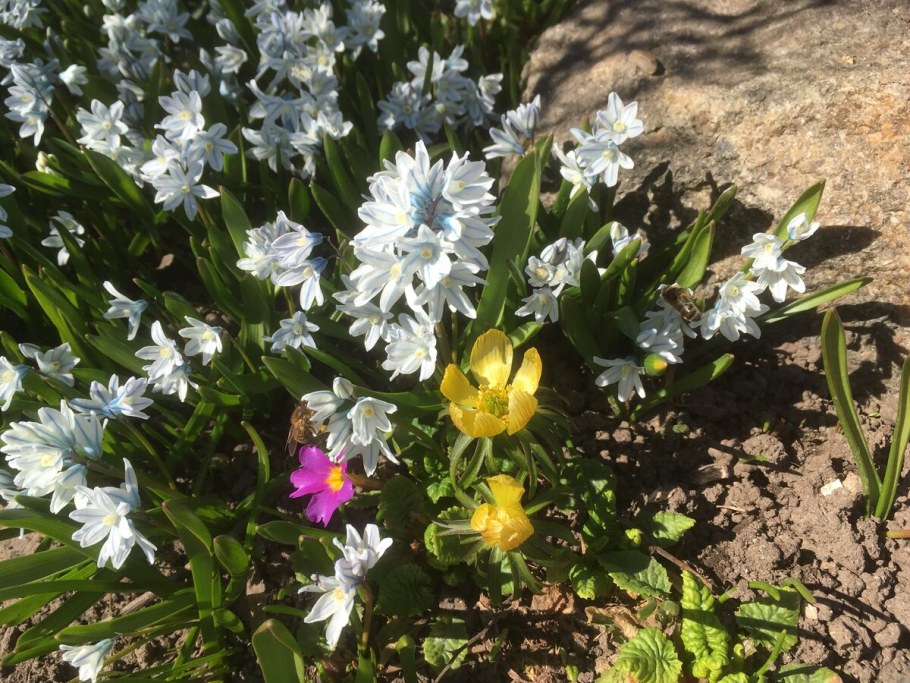 Пушкиния Ливанская