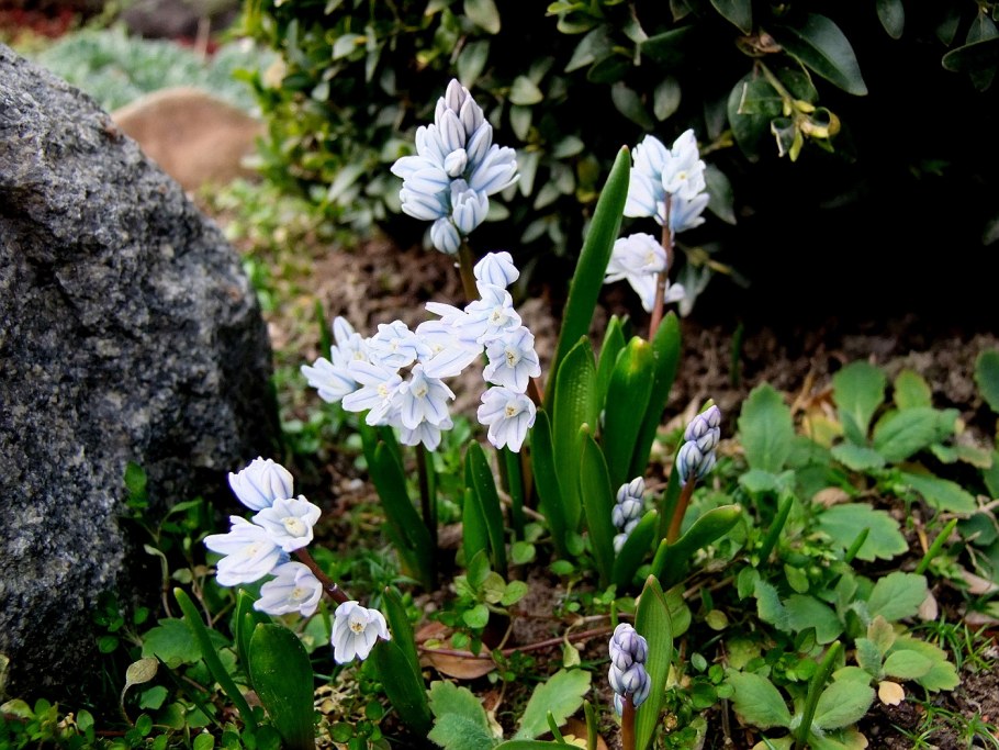 Пушкиния либанотика