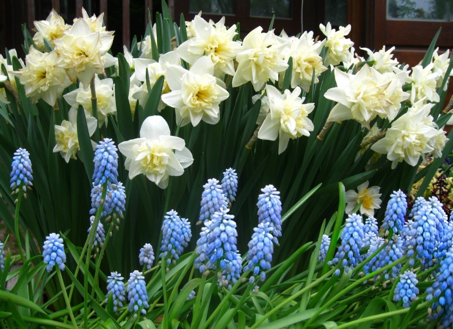 Крокусы нарциссы гиацинты