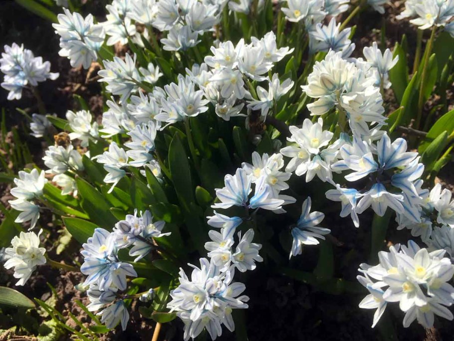 Пушкиния и хионодокса