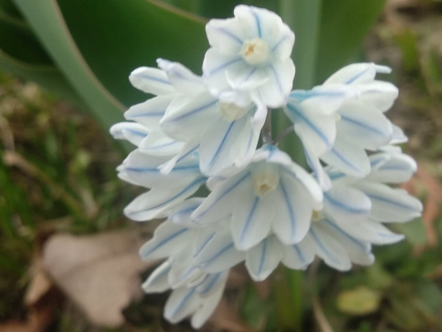 Пушкиния Альба