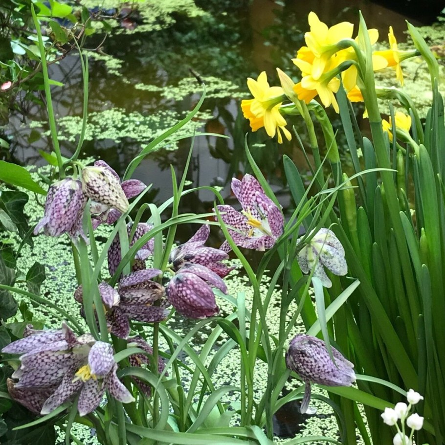 Рябчик многолетний цветок