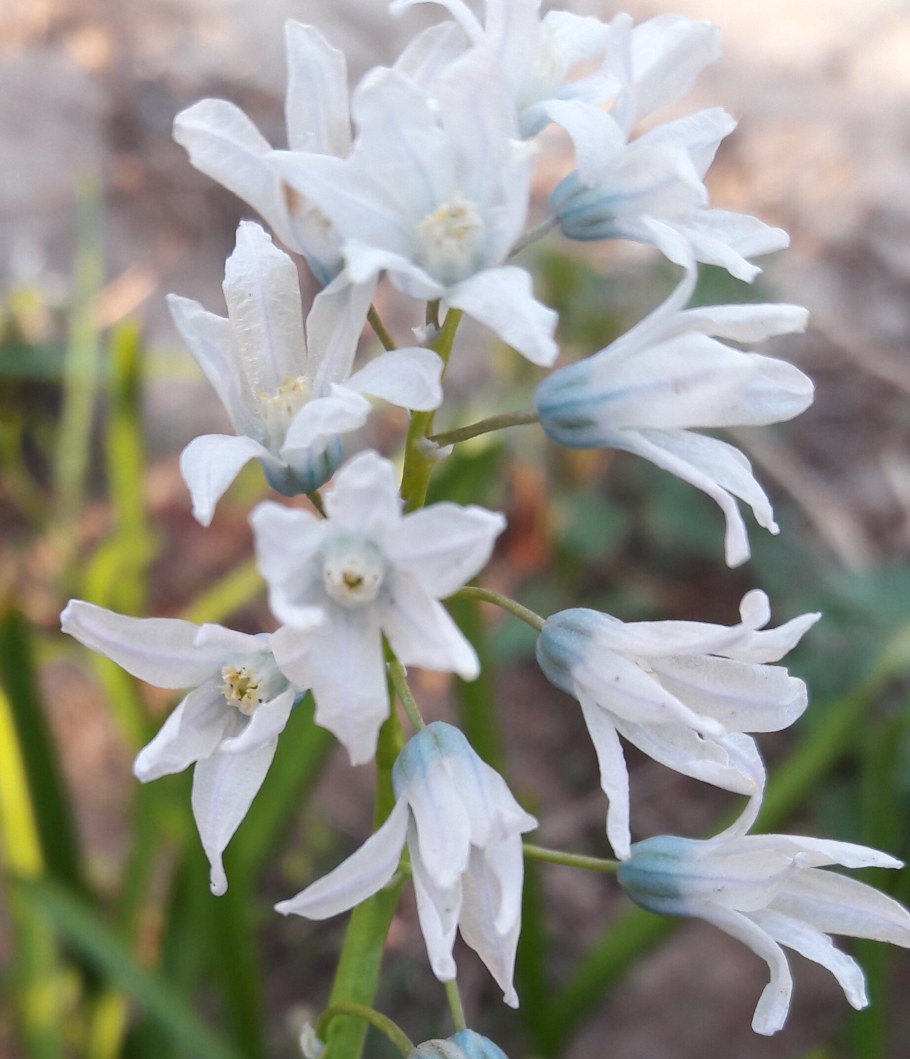 Пушкиния либанотика Альба