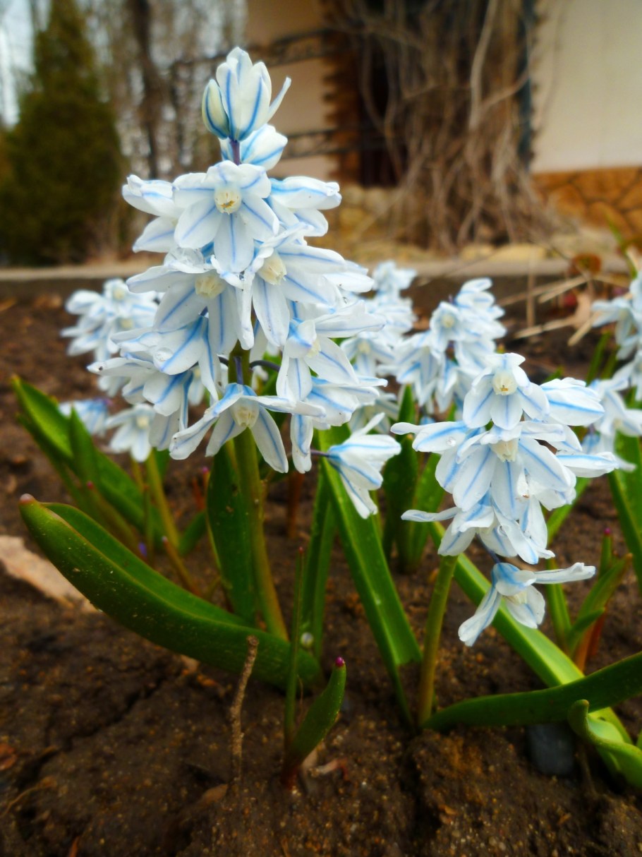 Пушкиния Сциллоидес