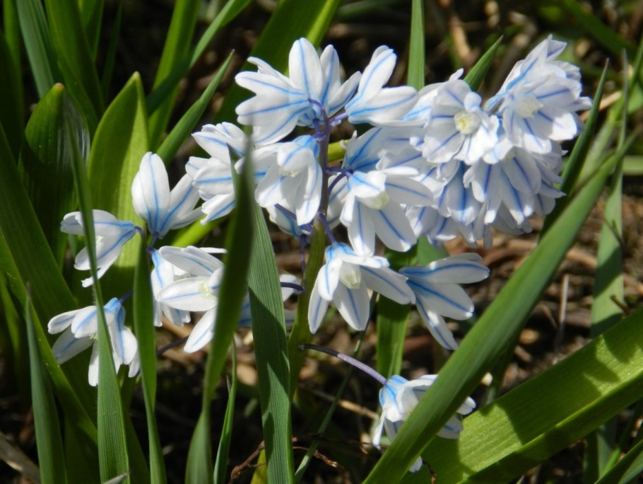Пушкиния пролесковидная