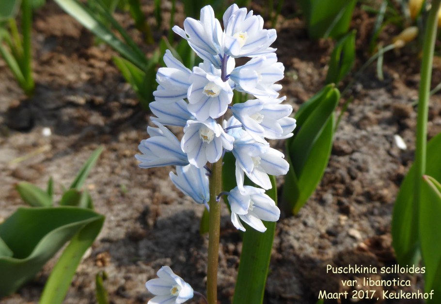 Пушкиния птицемлечник