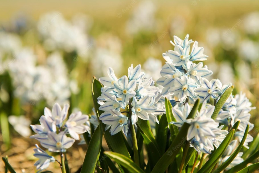 Пушкиния Ливанская Альба