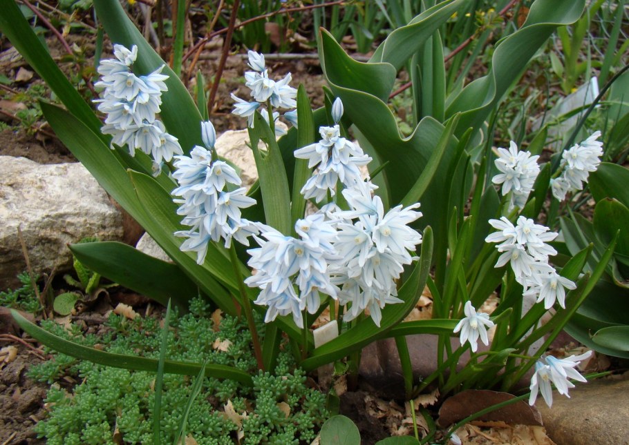 Пушкиния либанотика