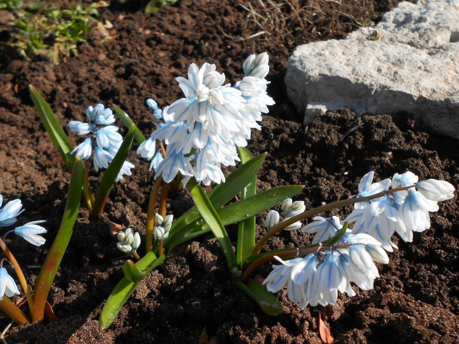 Пушкиния пролесковидная
