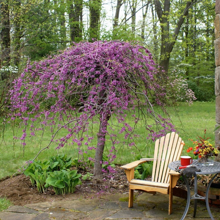 Штамбовая сирень