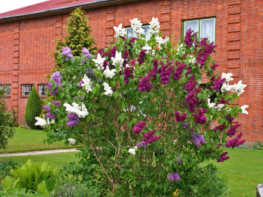 Сирень Шарль Жоли куст