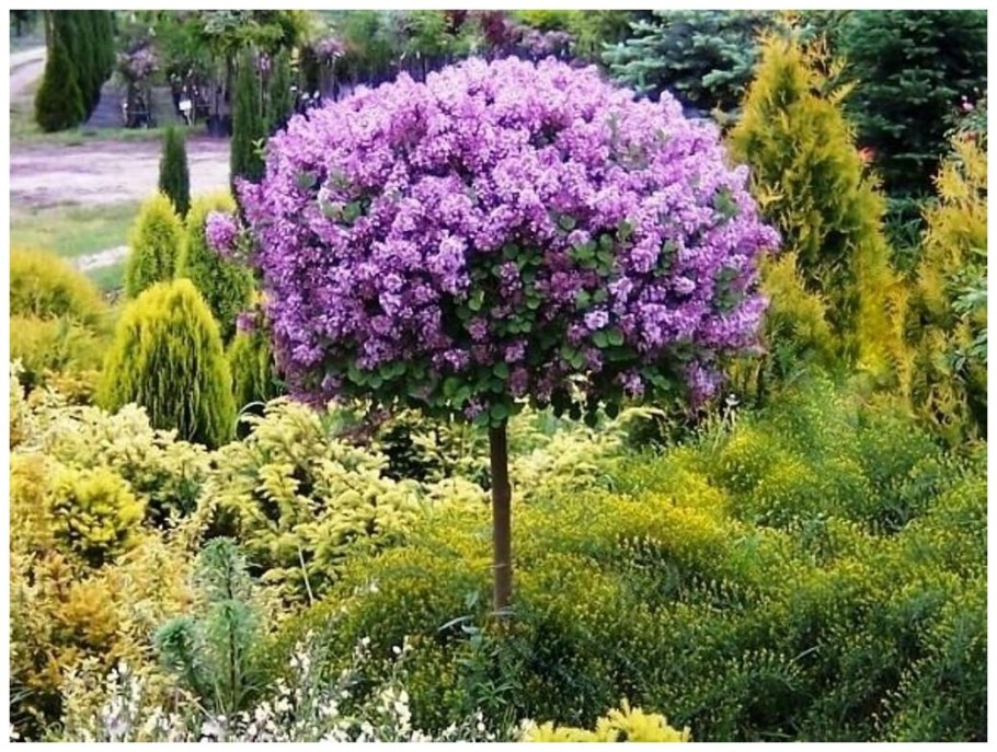 Сирень Мейера Палибин штамбовая