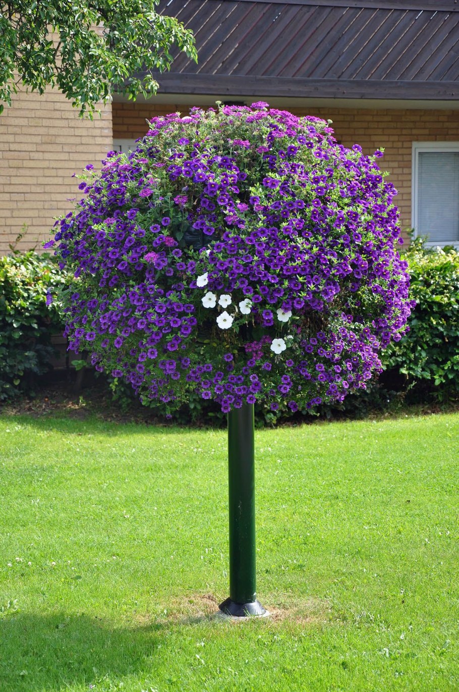 Штамбовое дерево сирень