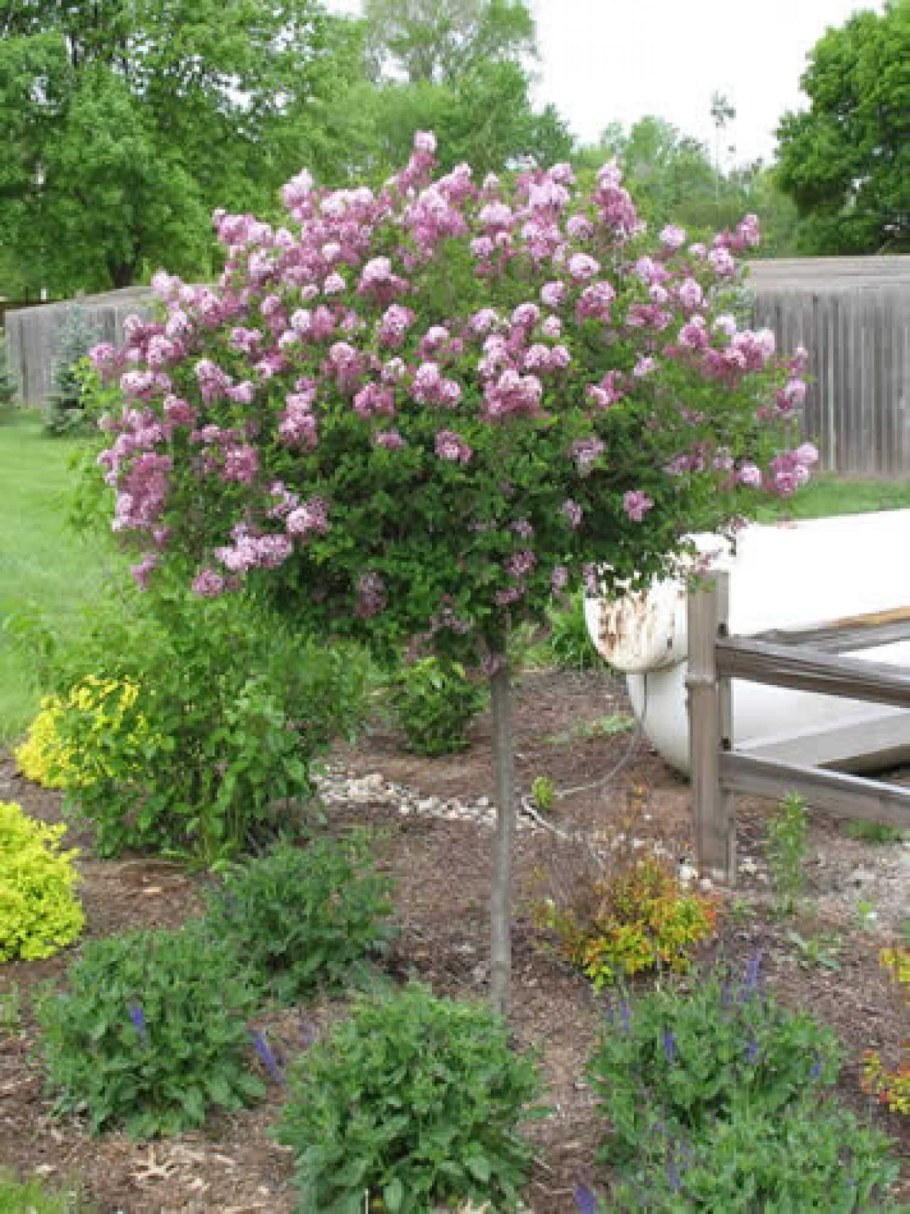 Сирень Мейера Палибин штамбовая