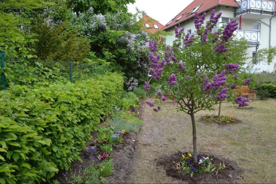 Сирень на штамбе Людвиг Шпет