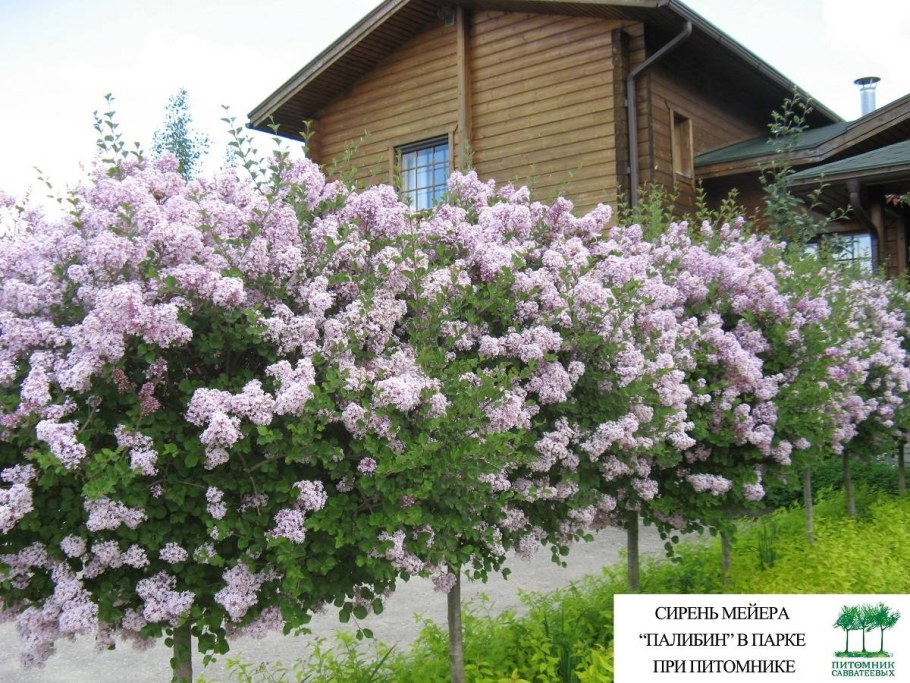 Штамбовая сирень Мейера