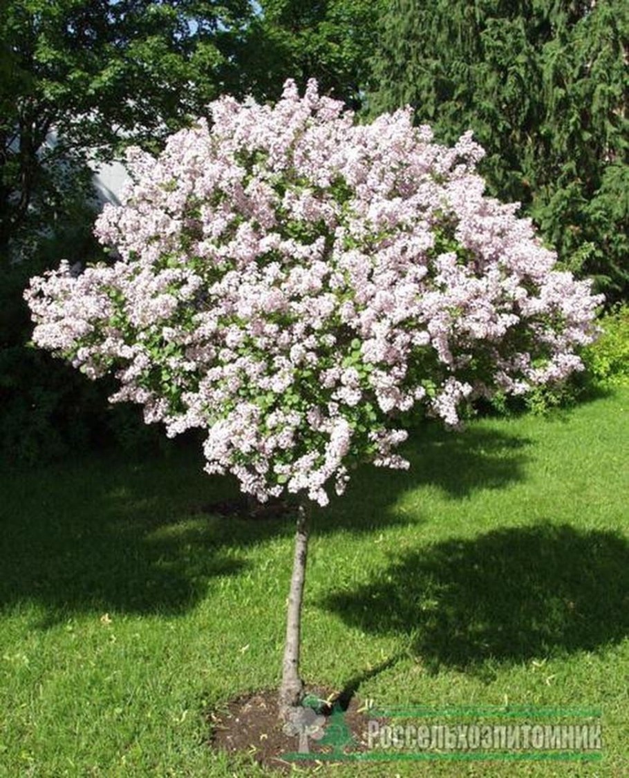 Штамбовая сирень Палибин