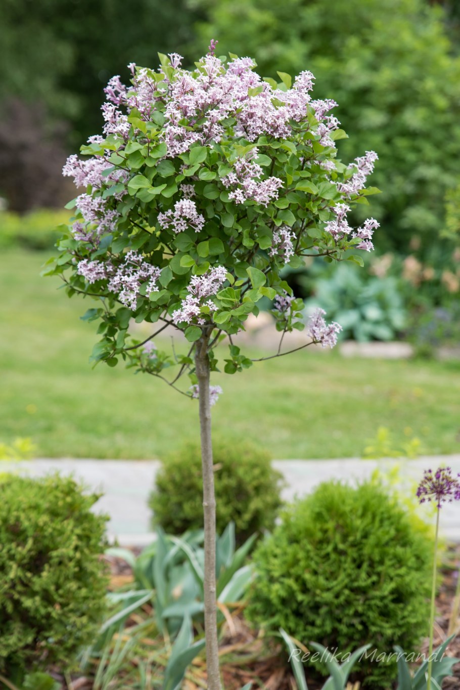 Штамбовая сирень Палибин