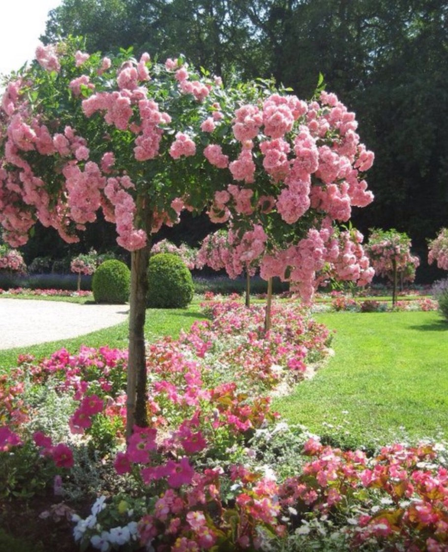 Роза штамбовая Кэтрин