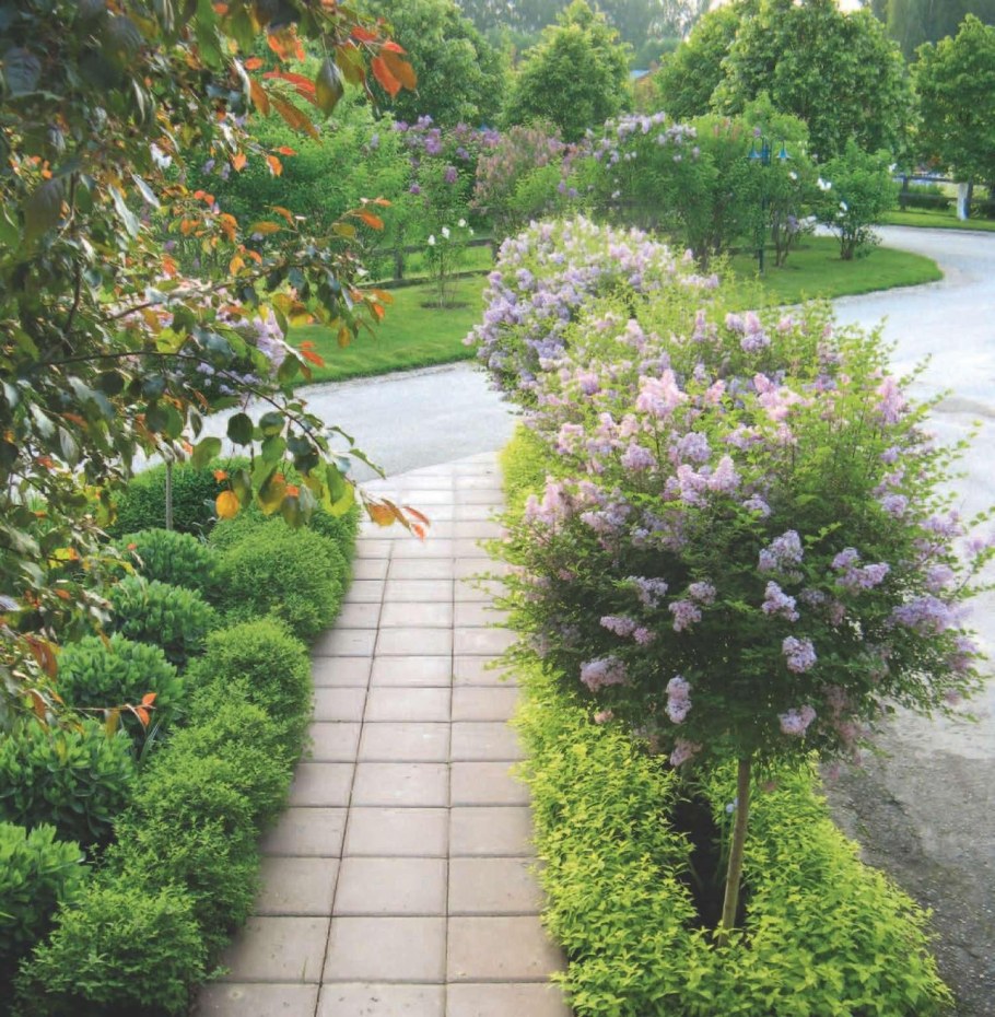 Сирень мелколистная Суперба на штамбе