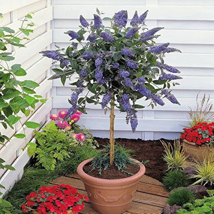 Буддлея Давида штамбовое дерево