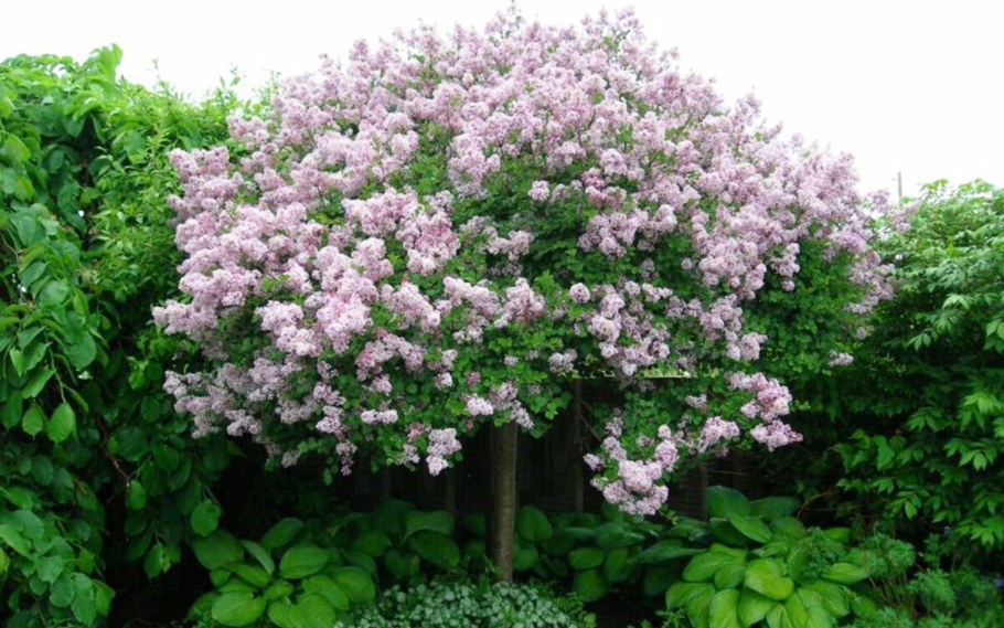 Штамбовая сирень Мейера