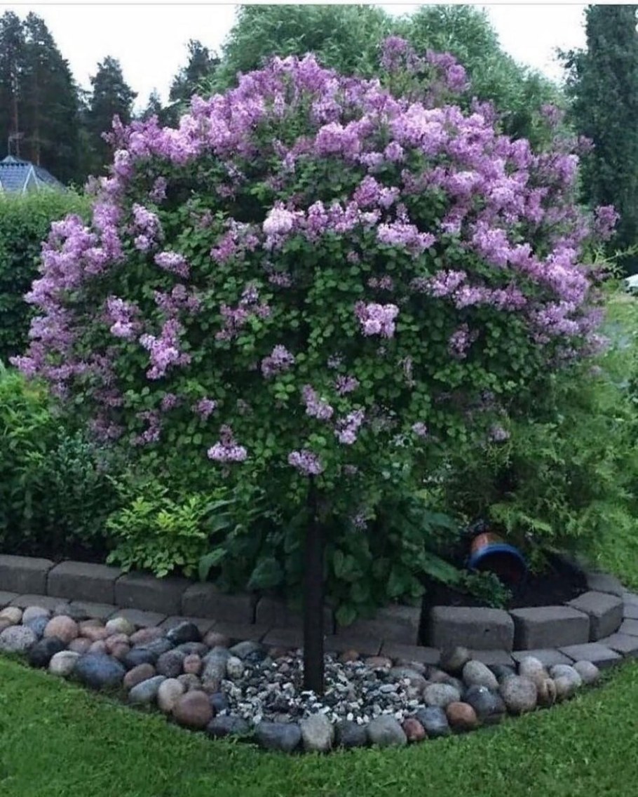 Сирень Мейера Палибин