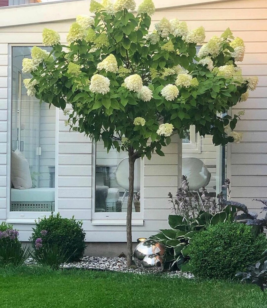 Гортензия Лаймлайт на штамбе