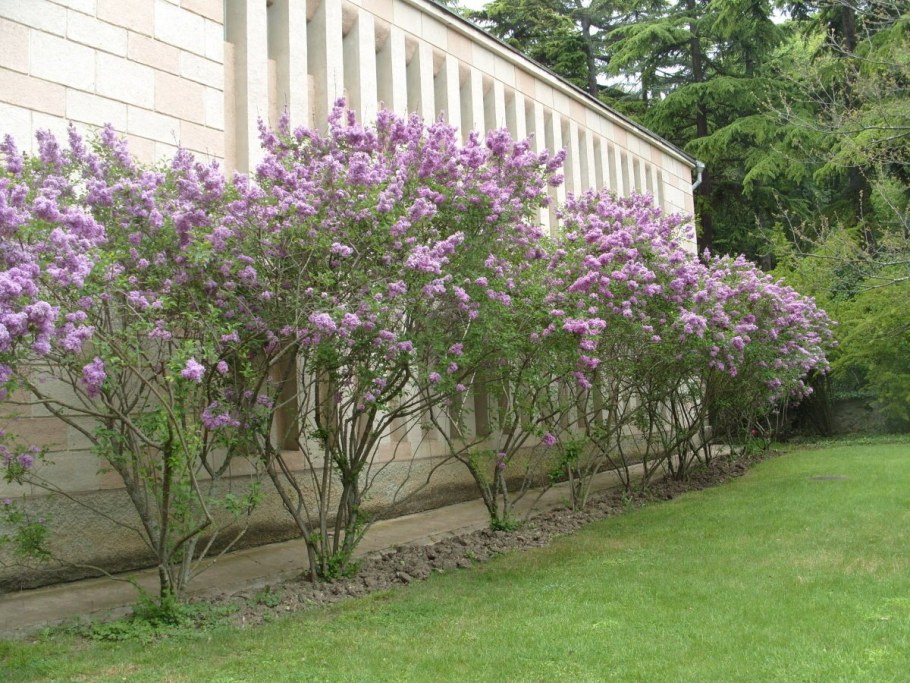 Сирень венгерская Живая изгородь