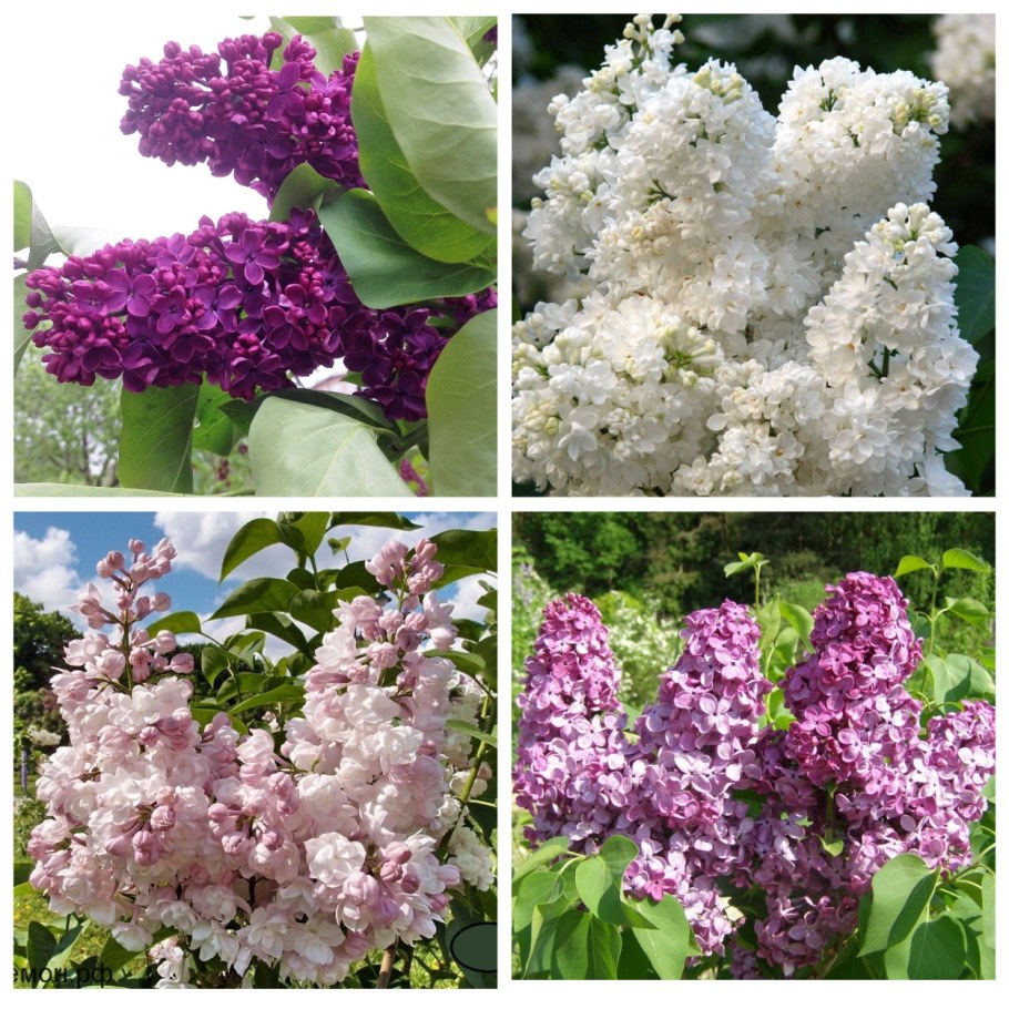 Сирень Людвиг Шпет дерево