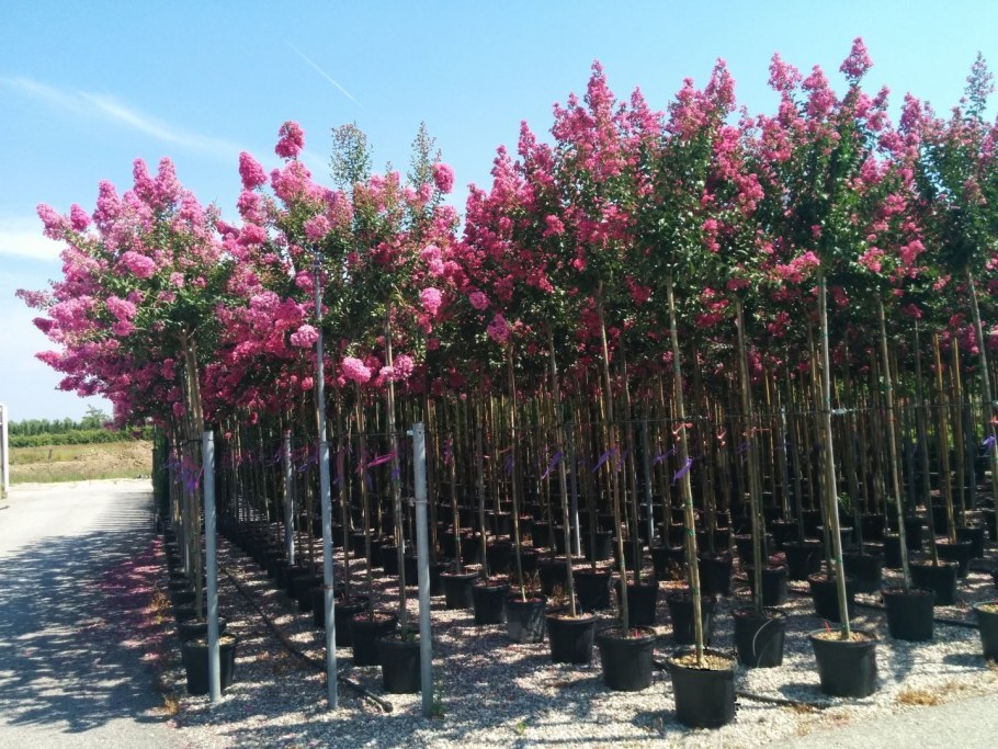 Индийская сирень Лагерстремия