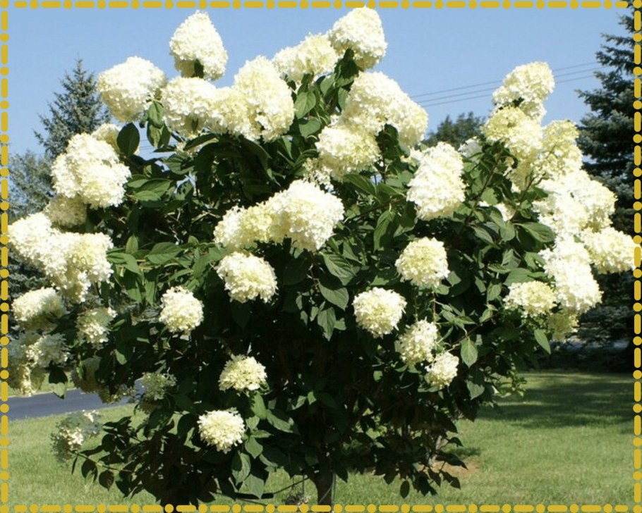 Штамбовая гортензия грандифлора