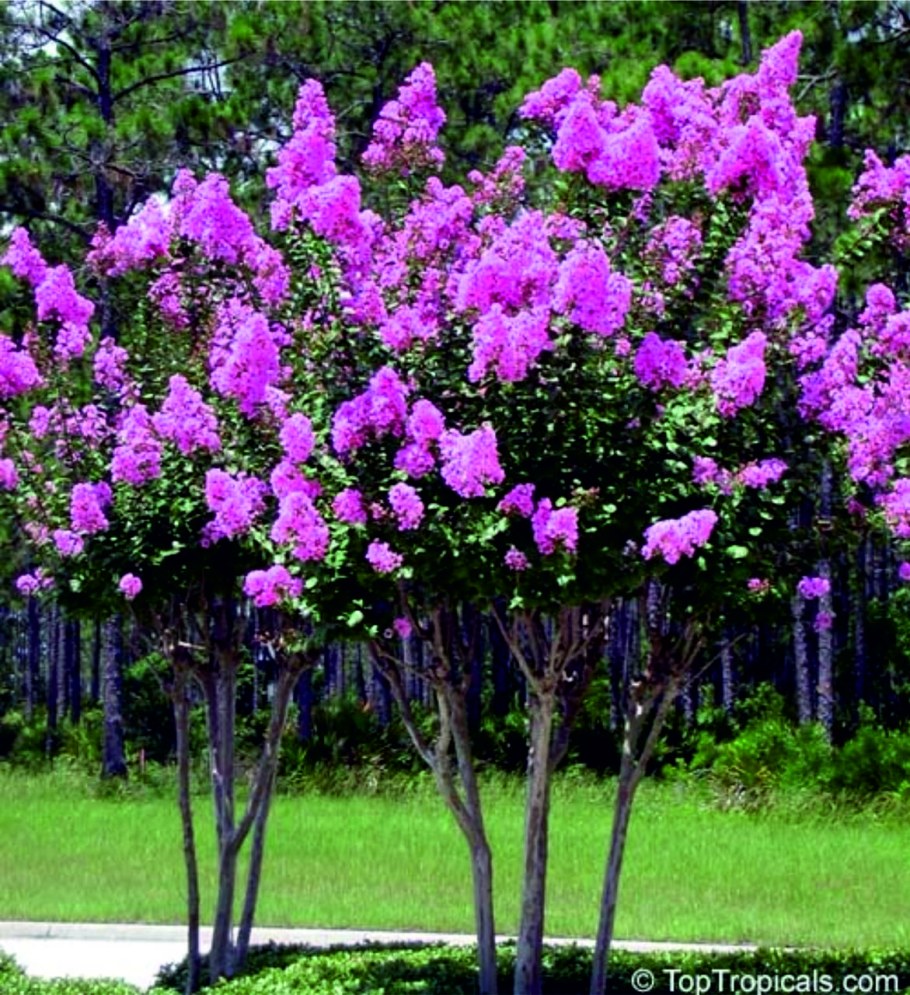 Лагерстремия индийская на штамбе