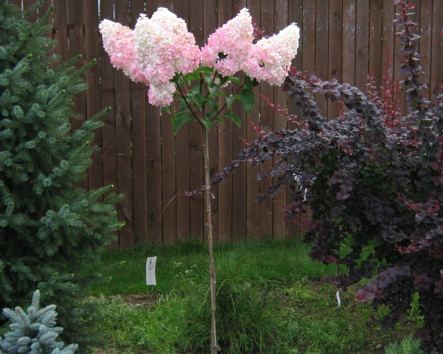 Гортензия метельчатая Ванилла Фрейз