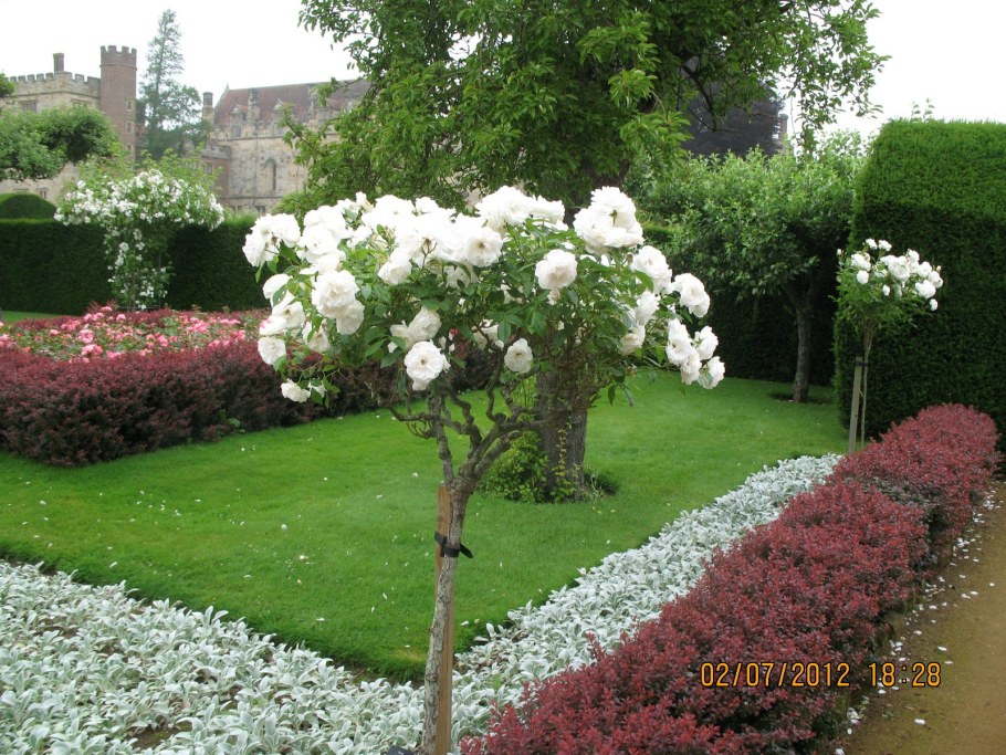 Роза штамбовая Шарлотта