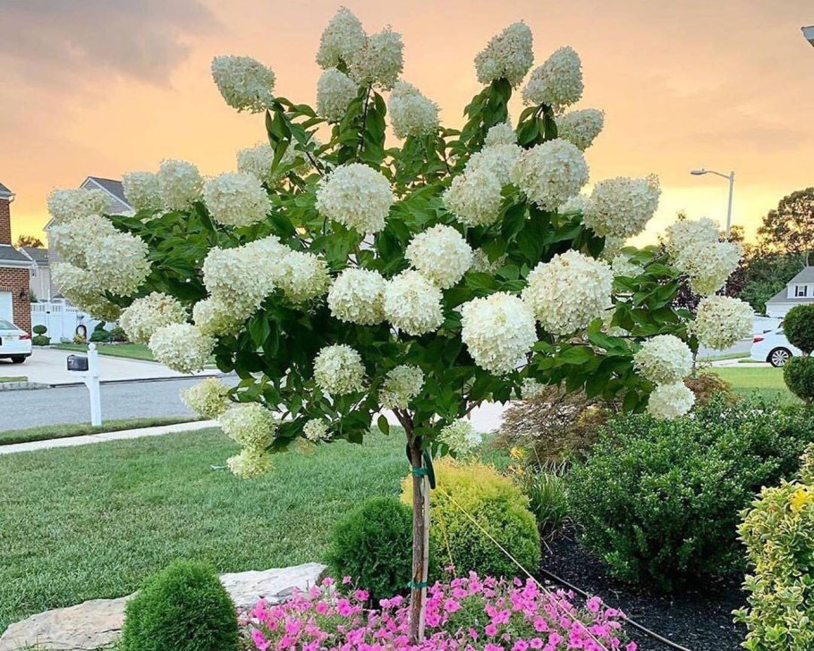 Гортензия Лаймлайт на штамбе