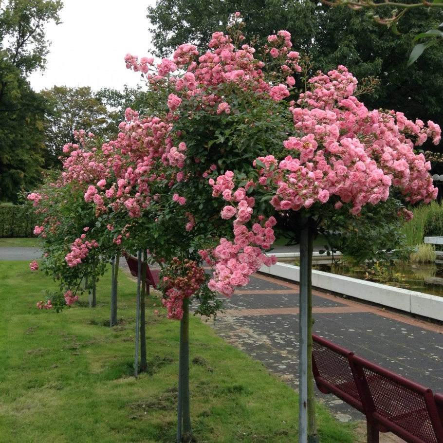 Сирень на штамбе