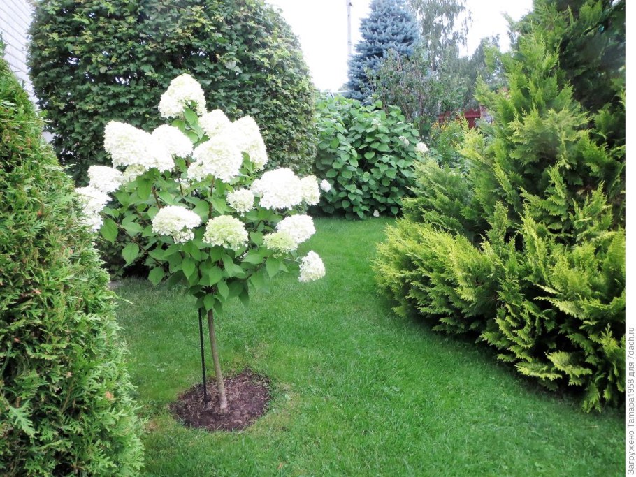 Гортензия Фантом на штамбе