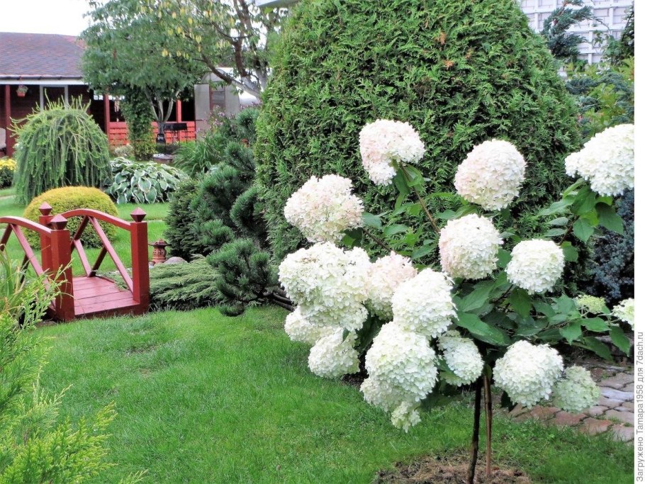 Гортензия древовидная Аннабель