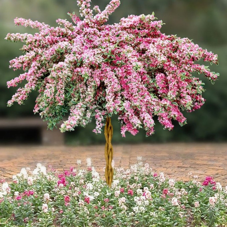 Спирея вейгела