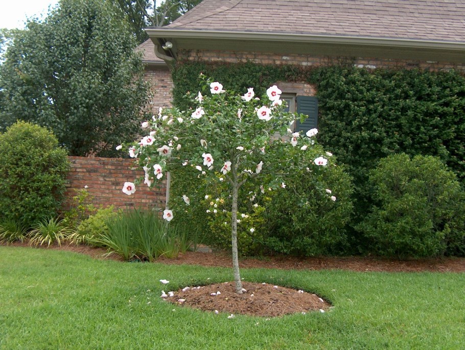 Гибискус на штамбе