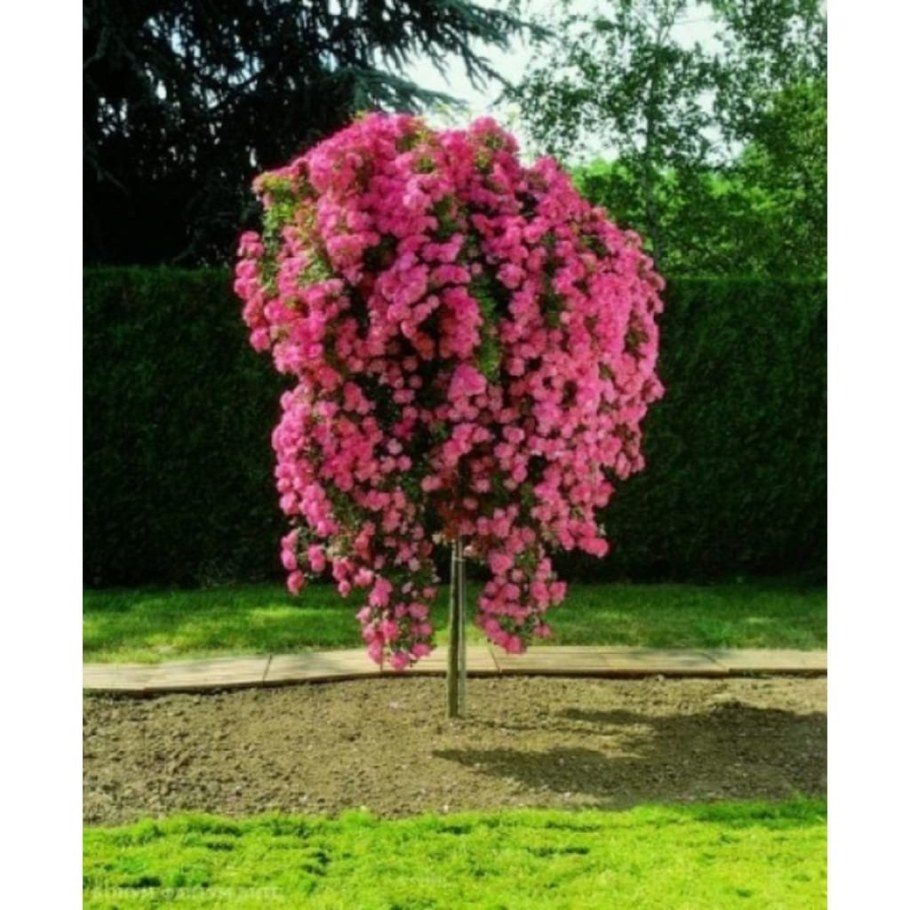 Роза штамбовая Майсур