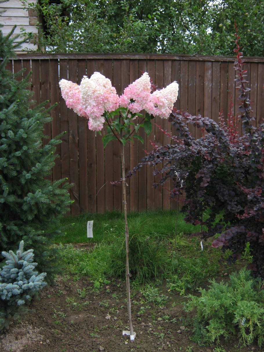 Гортензия метельчатая Ванилла Фрейз