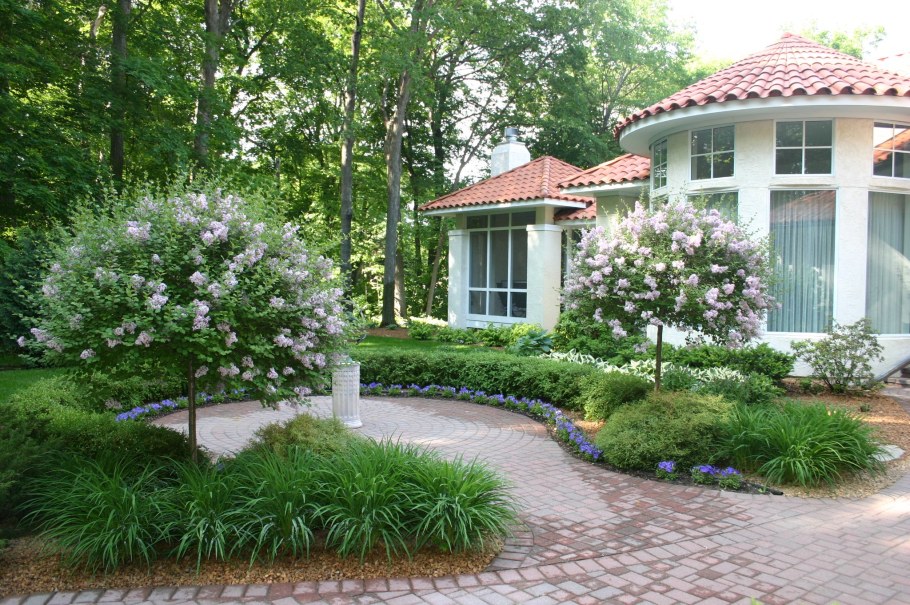 Штамбовая сирень