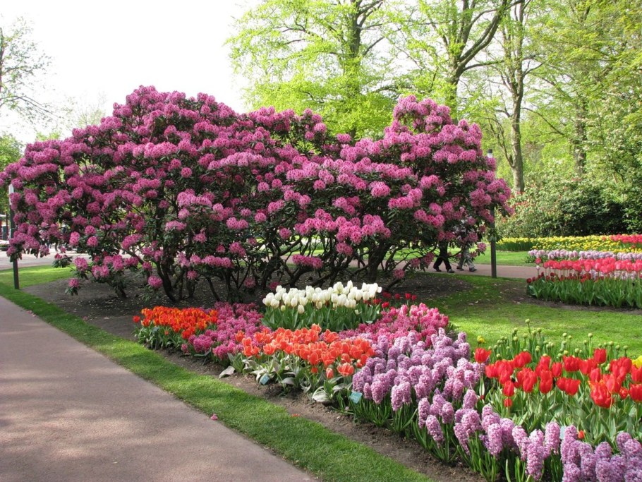 Сирень Палибин Живая изгородь