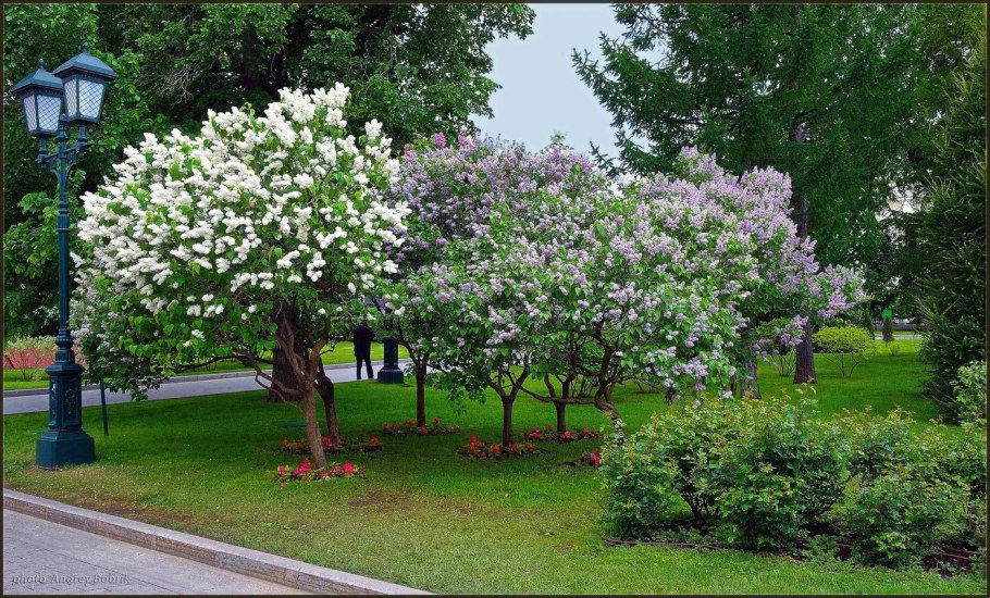 Сирень Московская красавица куст