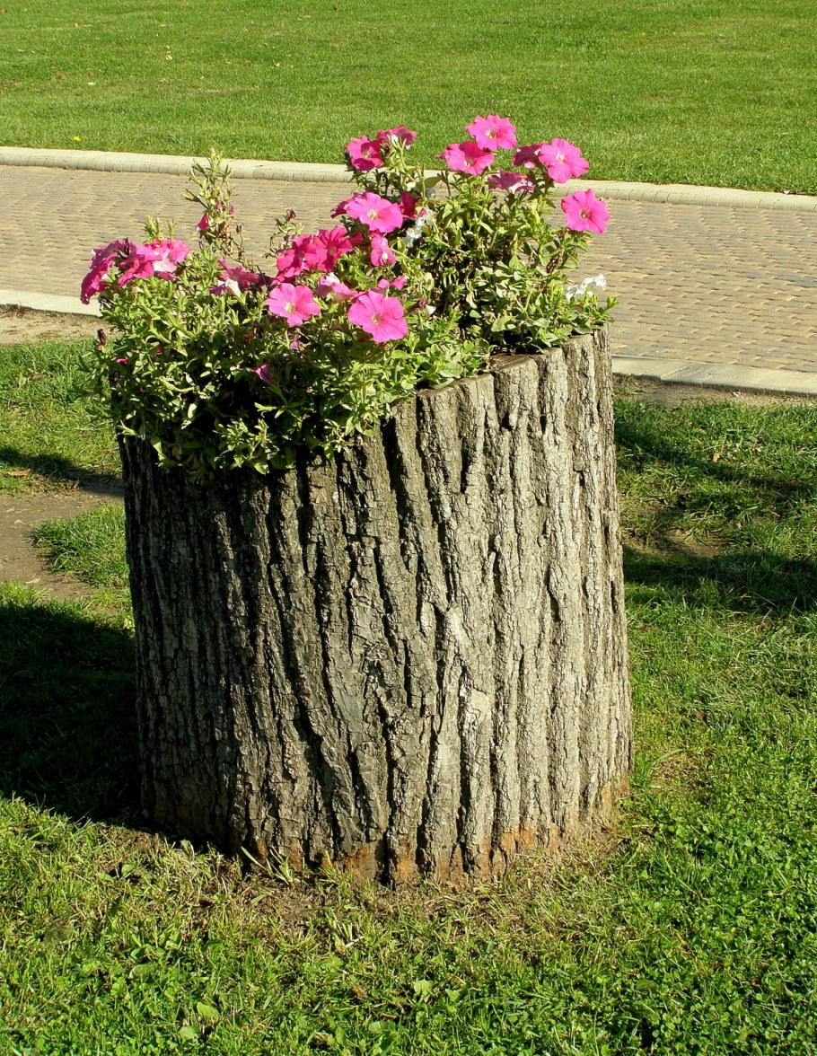 Клумба в пеньке